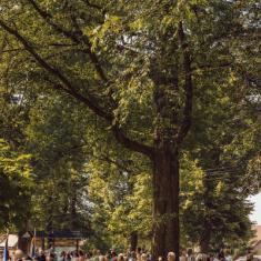 Pyrzyce---dziewiecsetlecie-57